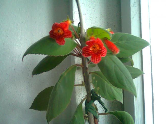 Name:  Fotoraf2828.jpg
Views: 559
Size:  33.0 KB