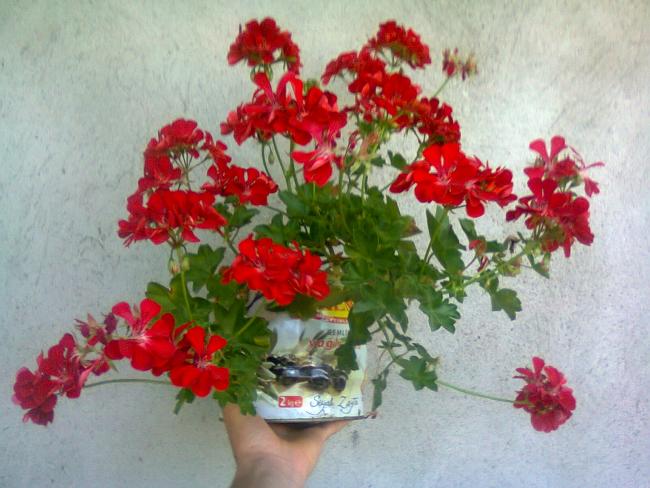 Name:  Fotoraf2829.jpg
Views: 548
Size:  51.4 KB