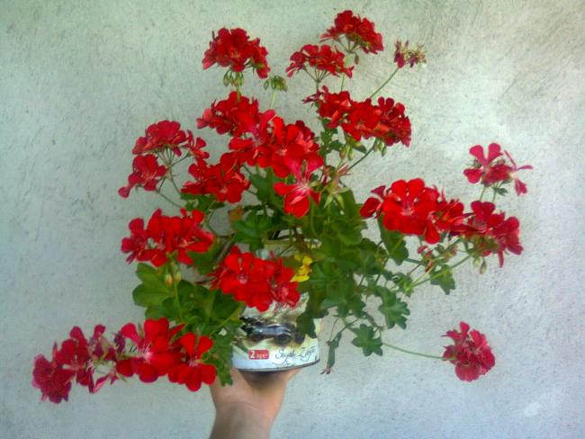 Name:  Fotoraf2830.jpg
Views: 580
Size:  51.2 KB