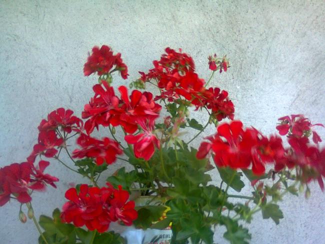Name:  Fotoraf2831.jpg
Views: 531
Size:  55.3 KB