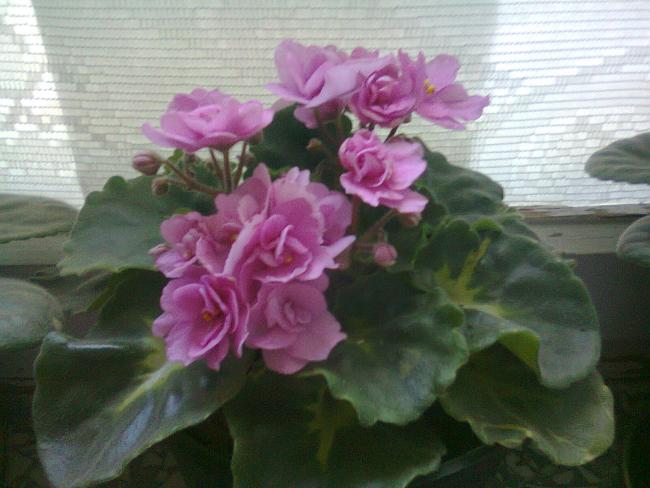 Name:  Fotoraf2770.jpg
Views: 555
Size:  42.6 KB