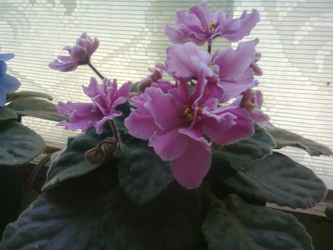 Name:  Fotoraf2772.jpg
Views: 557
Size:  45.3 KB