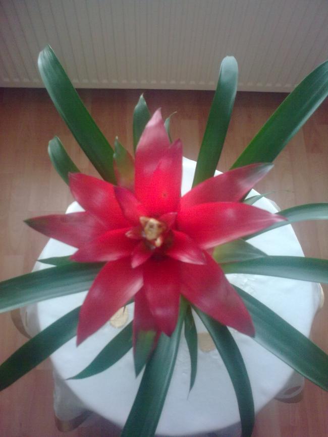 Name:  Grnt0575.jpg
Views: 368
Size:  49.0 KB