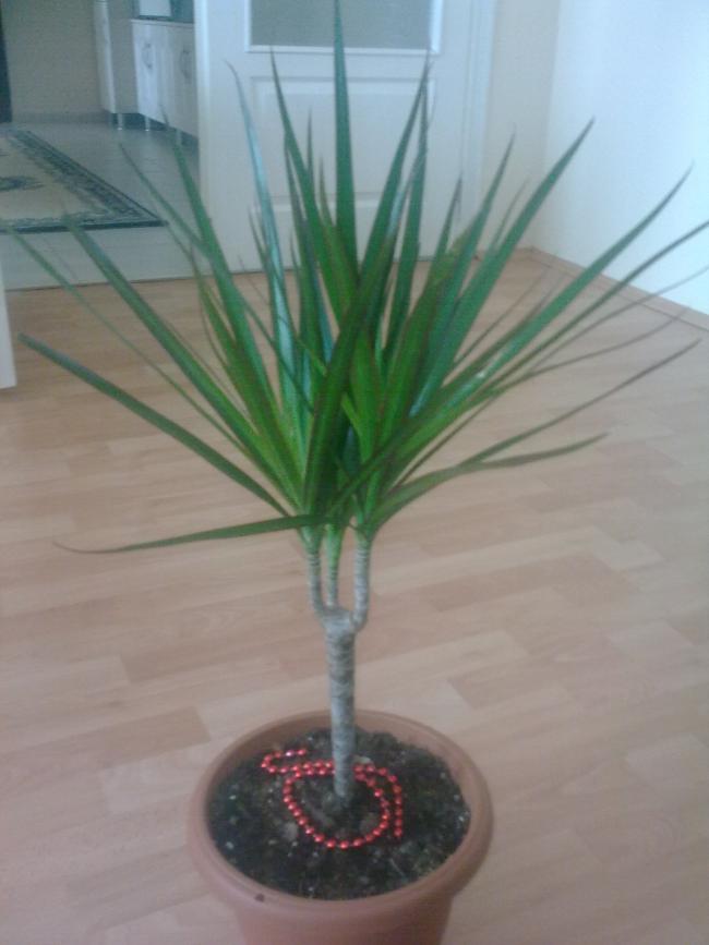 Name:  Grnt0576.jpg
Views: 361
Size:  43.5 KB