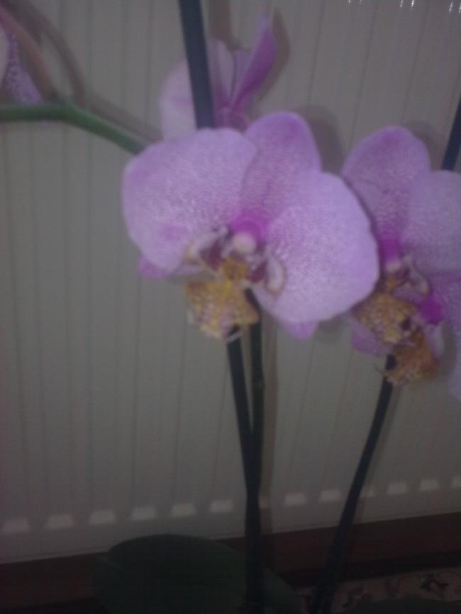 Name:  Grnt0586.jpg
Views: 344
Size:  28.3 KB