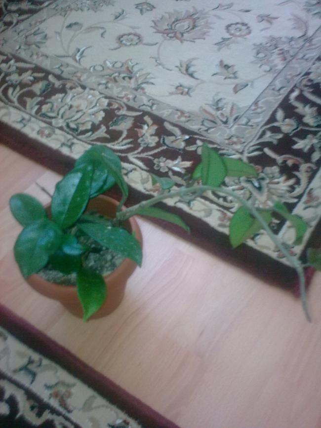 Name:  Grnt0585.jpg
Views: 359
Size:  60.3 KB