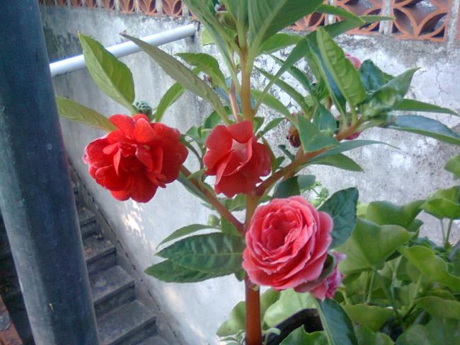 Name:  Fotoraf2933.jpg
Views: 648
Size:  55.2 KB