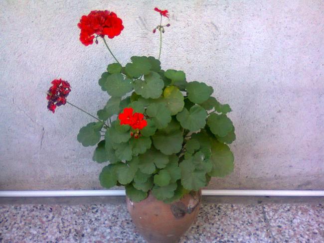 Name:  Fotoraf2867.jpg
Views: 583
Size:  51.1 KB