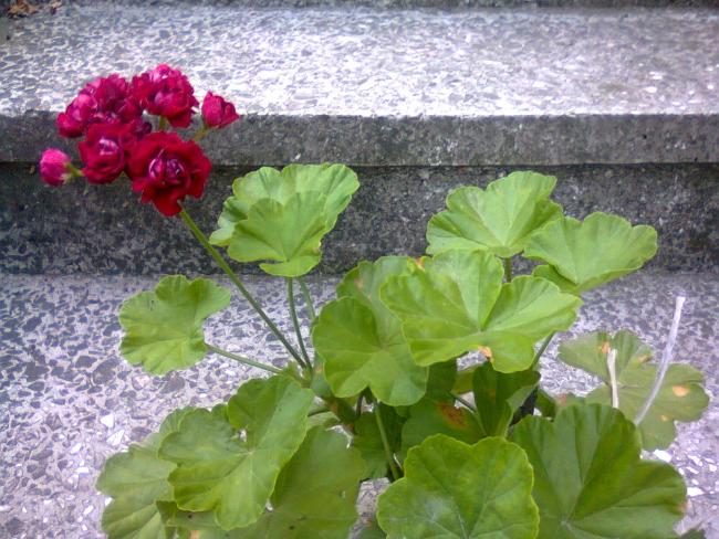 Name:  Fotoraf2870.jpg
Views: 607
Size:  63.6 KB