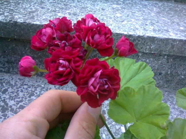 Name:  Fotoraf2871.jpg
Views: 586
Size:  56.2 KB