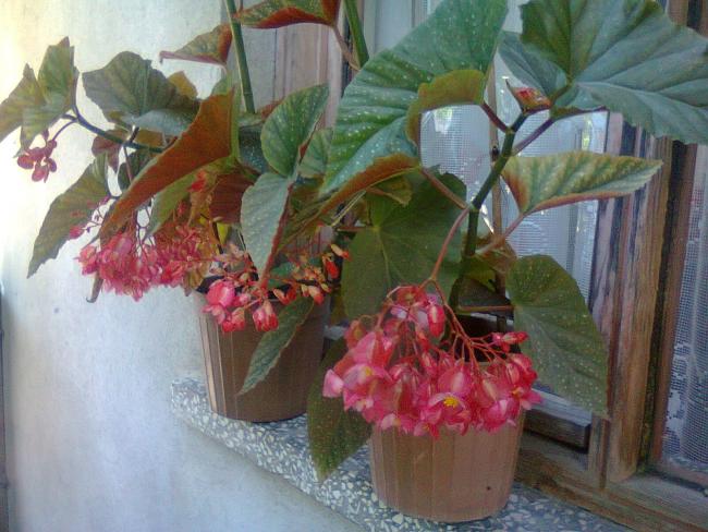 Name:  Fotoraf2863.jpg
Views: 622
Size:  52.7 KB