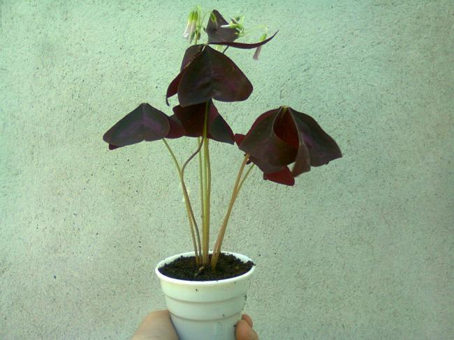 Name:  Fotoraf0733.jpg
Views: 568
Size:  50.5 KB