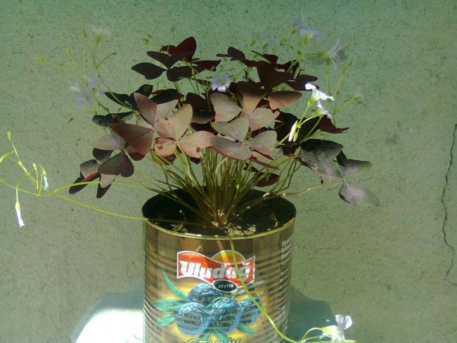Name:  Fotoraf2941.jpg
Views: 562
Size:  50.4 KB