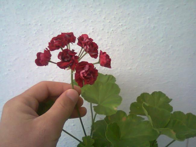 Name:  Fotoraf2938.jpg
Views: 698
Size:  31.3 KB