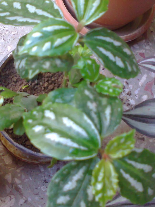 Name:  Fotoraf0512_001.jpg
Views: 3168
Size:  64.2 KB