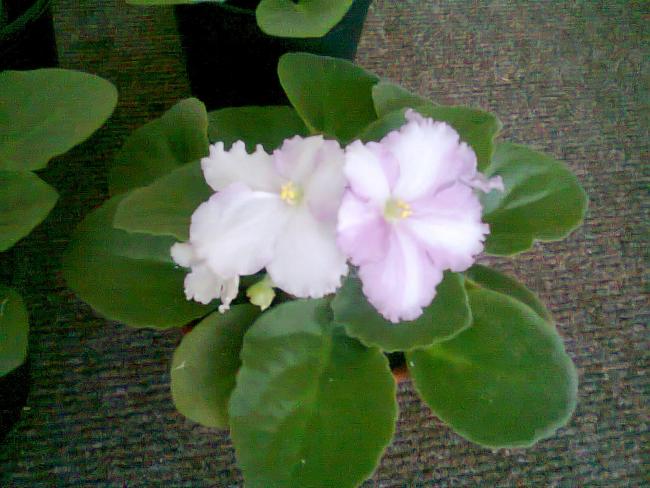 Name:  Fotoraf2949.jpg
Views: 696
Size:  49.1 KB