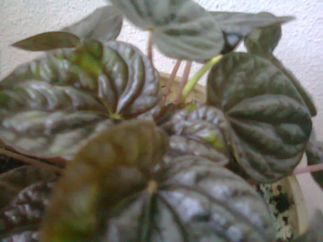 Name:  Fotoraf2953.jpg
Views: 534
Size:  34.0 KB