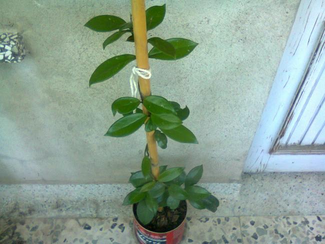 Name:  Fotoraf2961.jpg
Views: 520
Size:  47.1 KB