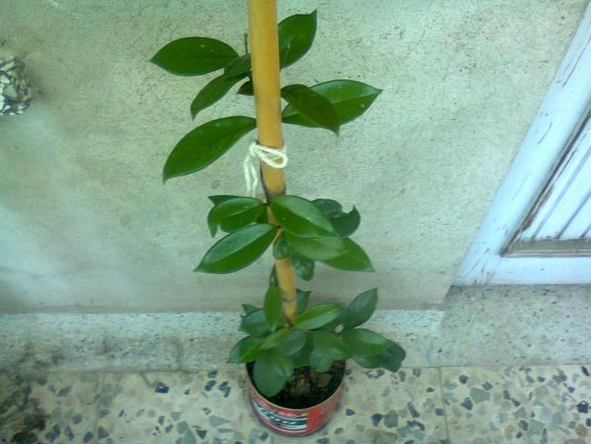 Name:  Fotoraf2962.jpg
Views: 538
Size:  46.0 KB