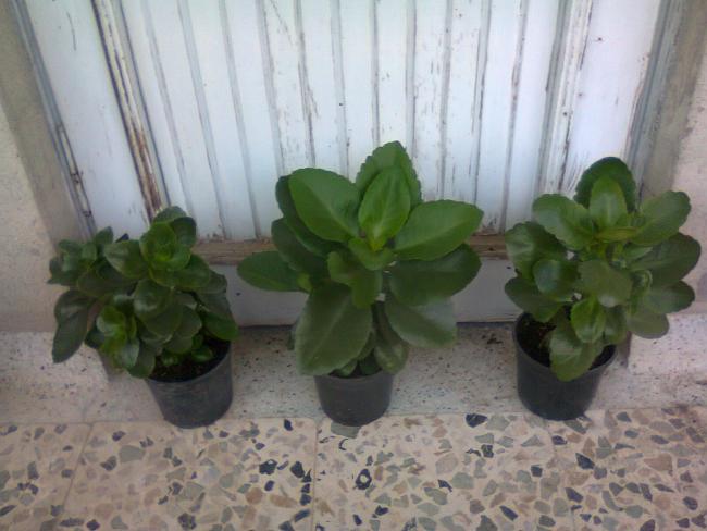 Name:  Fotoraf2984.jpg
Views: 522
Size:  40.9 KB