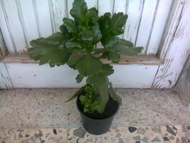Name:  Fotoraf2986.jpg
Views: 534
Size:  43.3 KB