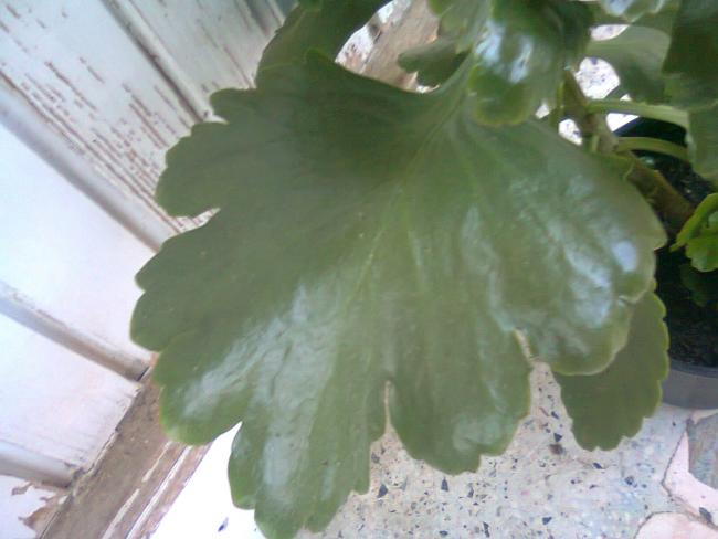 Name:  Fotoraf2987.jpg
Views: 534
Size:  35.3 KB