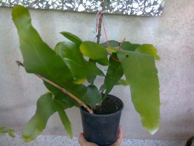 Name:  Fotoraf2968.jpg
Views: 533
Size:  41.5 KB