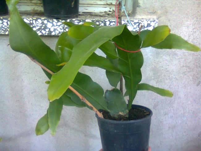 Name:  Fotoraf2969.jpg
Views: 556
Size:  44.9 KB