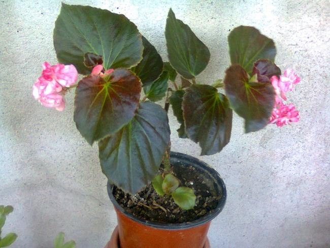 Name:  Fotoraf2965.jpg
Views: 2560
Size:  53.4 KB
