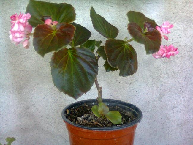 Name:  Fotoraf2966.jpg
Views: 1285
Size:  51.6 KB