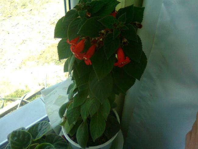 Name:  Fotoraf2596.jpg
Views: 1073
Size:  31.4 KB