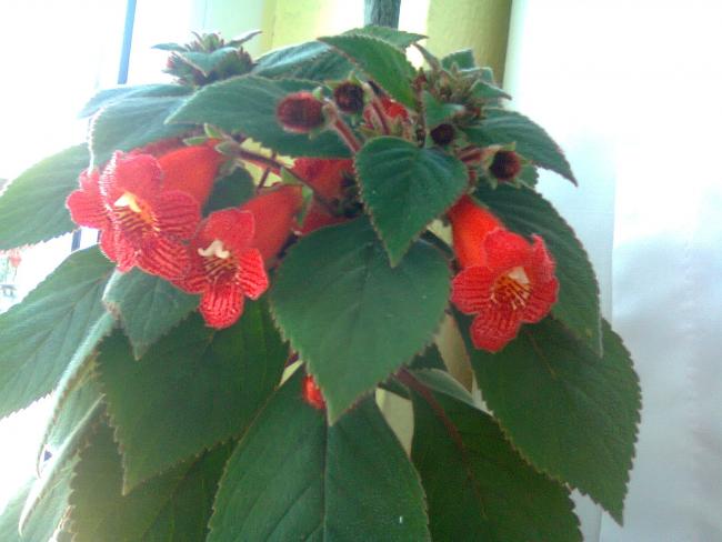 Name:  Fotoraf2597.jpg
Views: 1471
Size:  36.0 KB