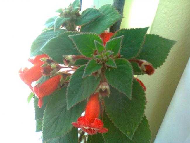 Name:  Fotoraf2603.jpg
Views: 1261
Size:  33.3 KB