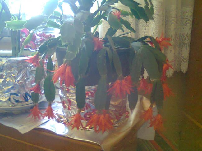 Name:  Fotoraf2588.jpg
Views: 1050
Size:  42.7 KB