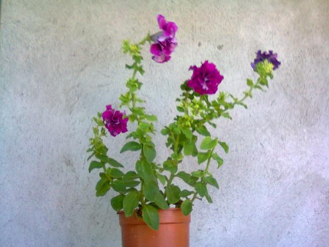 Name:  Fotoraf3233.jpg
Views: 982
Size:  44.7 KB