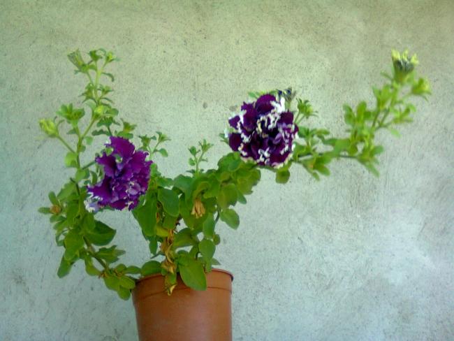 Name:  Fotoraf3234.jpg
Views: 993
Size:  45.5 KB