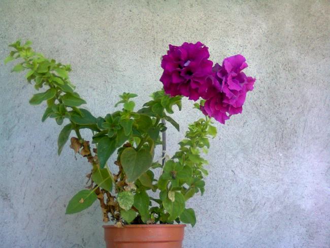 Name:  Fotoraf3235.jpg
Views: 1012
Size:  52.3 KB