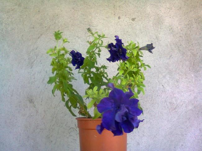 Name:  Fotoraf3236.jpg
Views: 983
Size:  48.3 KB