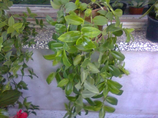 Name:  Fotoraf3249.jpg
Views: 982
Size:  48.3 KB