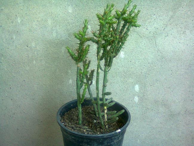 Name:  Fotoraf3208.jpg
Views: 1284
Size:  58.3 KB
