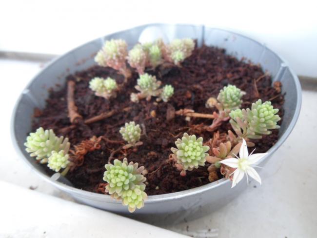 Name:  sedum_pallidum_var_bitynicum_soluk_dam_koruu_turkish_sedum.jpg
Views: 3153
Size:  35.5 KB