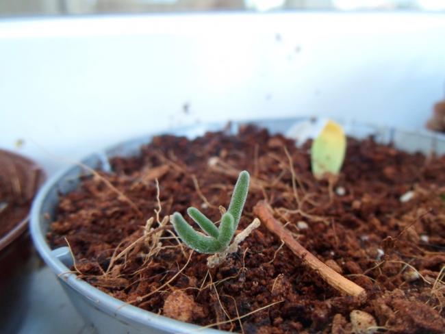 Name:  drosanthemum.jpg
Views: 2590
Size:  37.7 KB