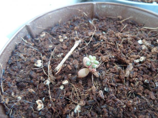 Name:  sedum.jpg
Views: 2915
Size:  66.1 KB