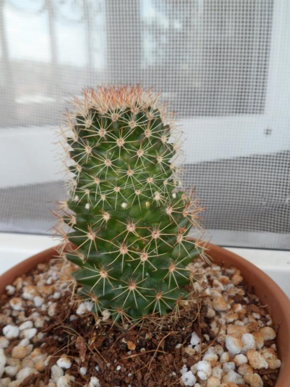 Name:  mammillaria.jpg
Views: 2898
Size:  73.1 KB