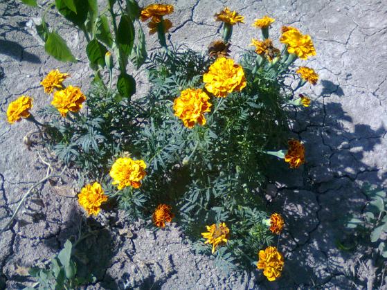 Name:  Fotoraf3271.jpg
Views: 840
Size:  72.6 KB
