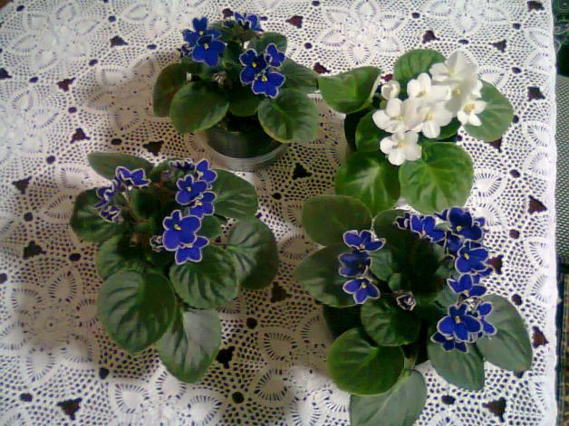 Name:  Fotoraf3295.jpg
Views: 730
Size:  71.0 KB