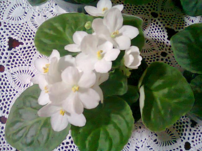 Name:  Fotoraf3290.jpg
Views: 778
Size:  54.4 KB