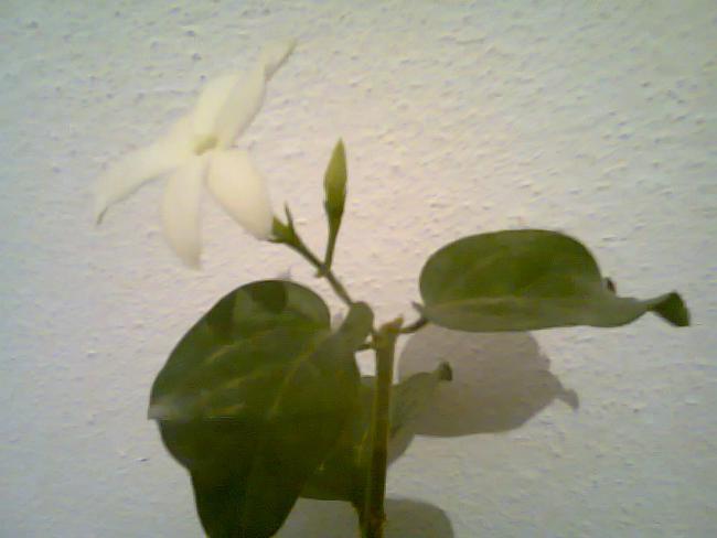 Name:  Fotoraf3309.jpg
Views: 768
Size:  25.5 KB