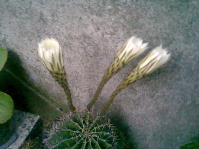 Name:  Fotoraf3299.jpg
Views: 743
Size:  44.9 KB
