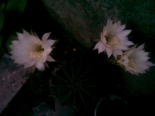 Name:  Fotoraf3304.jpg
Views: 705
Size:  24.8 KB
